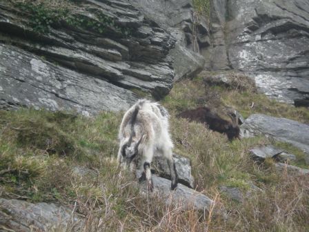 Goats at valley of the rocks